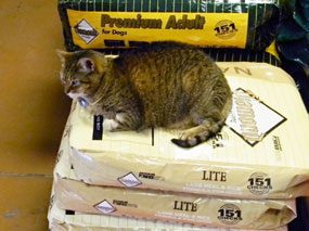 Dirty Dog Depot Store Cat