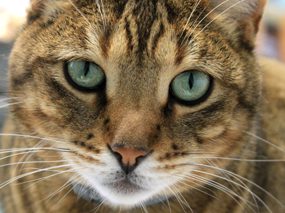 Dirty Dog Depot Cat